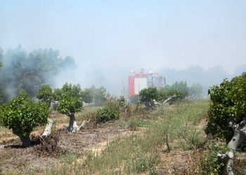 צילום: ארנון אבני