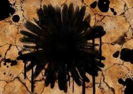 שמונה חודשים אחרי: פצצת זמן מאיימת על עצי השיטים בעברונה