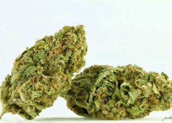 צילום: ג'קי בוכריס