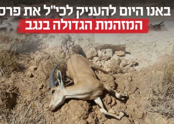 פלאייר מגמה ירוקה