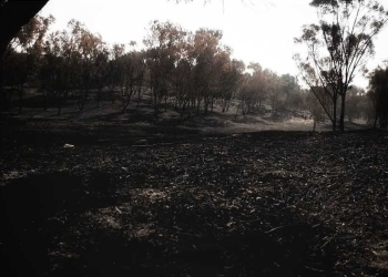 צילום: נעמה כספי