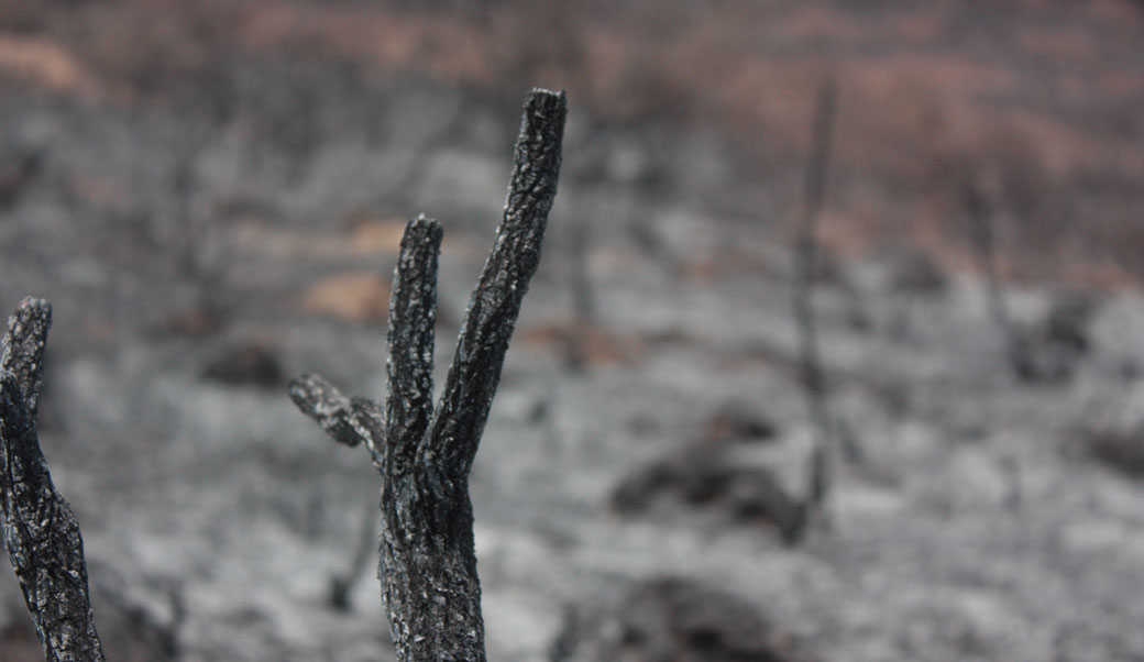 צילום: מיטל פלוטניק