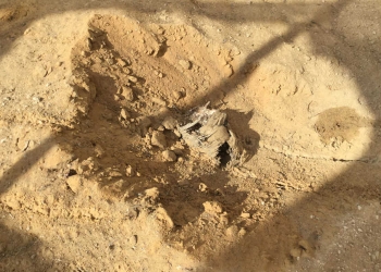 צילום: עמית אבוטבול