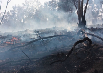 צילום: מיטל פלוטניק