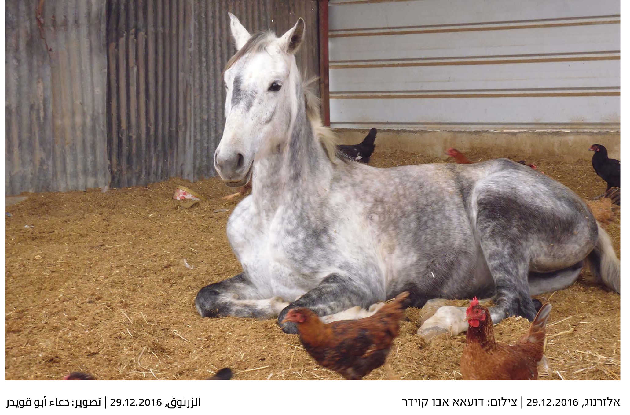 Yeladim_postcard_07-33