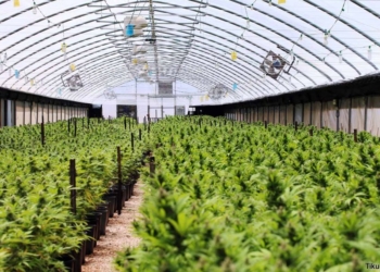 "בזמן שכולם רצו לשופרסל לעשות קניות של נייר טואלט, אני עשיתי רכישות של וויד. עכשיו אפשר להתבצר"