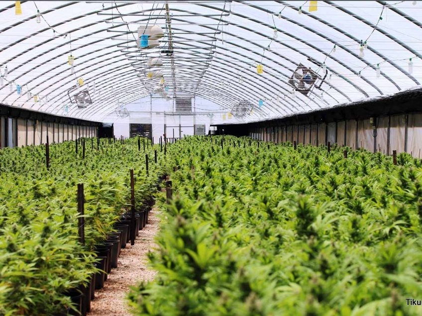 "בזמן שכולם רצו לשופרסל לעשות קניות של נייר טואלט, אני עשיתי רכישות של וויד. עכשיו אפשר להתבצר"