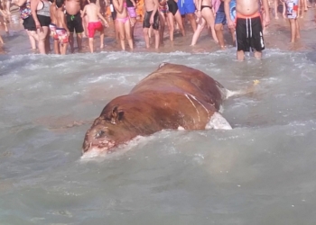 העגל שנסחף לחוף הצוק בשבת | צילום: אנימלס