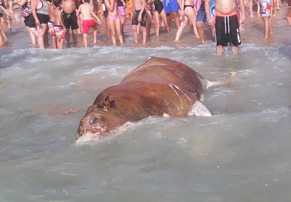 העגל שנסחף לחוף הצוק בשבת | צילום: אנימלס