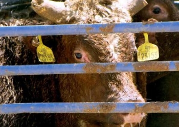 משלוחים חיים. צפיפות נוראית בספינות | צילום: אנונימוס