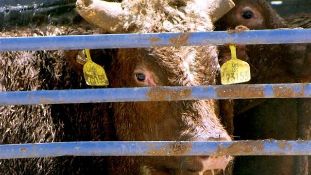 משלוחים חיים. צפיפות נוראית בספינות | צילום: אנונימוס