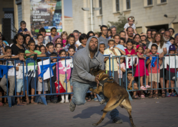 הדגמת חיפוש של כלב משטרתי על אדם | צילום: יונתן סינדל, פלאש 90