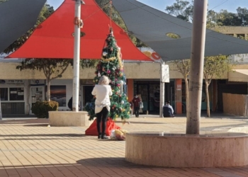 עץ האשוח החדש שהוצב בערד, בעקבות ההצתה. צילום: עיתון הצבי