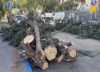 עצים שנכרתו בבית ספר בלוך בתל אביב | צילום: עינת פישביין