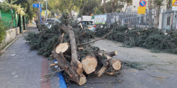 עצים שנכרתו בבית ספר בלוך בתל אביב | צילום: עינת פישביין
