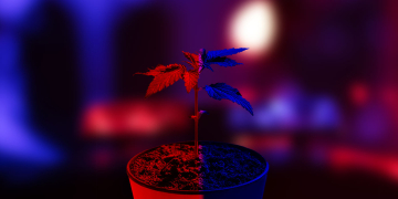 אילוסטרציה | צילום: שאטרסטוק