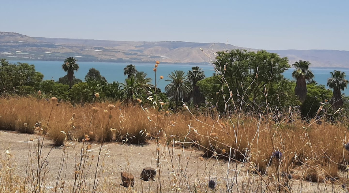 חוף אמנון בכנרת | צילום: אופיר קירי