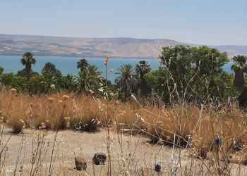 חוף אמנון בכנרת | צילום: אופיר קירי