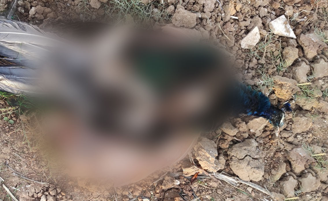 טווס ירוי בברור חיל | תמונה: באדיבות תנו לחיות לחיות