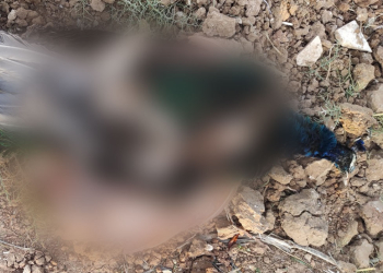 טווס ירוי בברור חיל | תמונה: באדיבות תנו לחיות לחיות