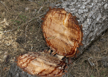 צילום: גרשון אליסון, פלאש 90