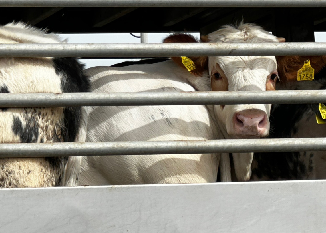פרות לפני שחיטה | צילום: דור זומר