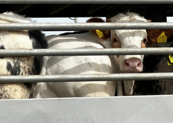 פרות לפני שחיטה | צילום: דור זומר