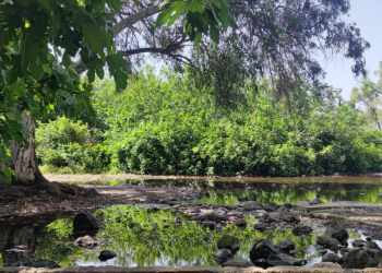 אחד הערוצים הזורמים מעין פית | צילום: קבוצת המאבק להצלת עין פית