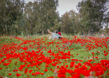 הכלניות בנגב המערבי, ינואר 2023 | צילום: גרשון אלינסון, פלאש90