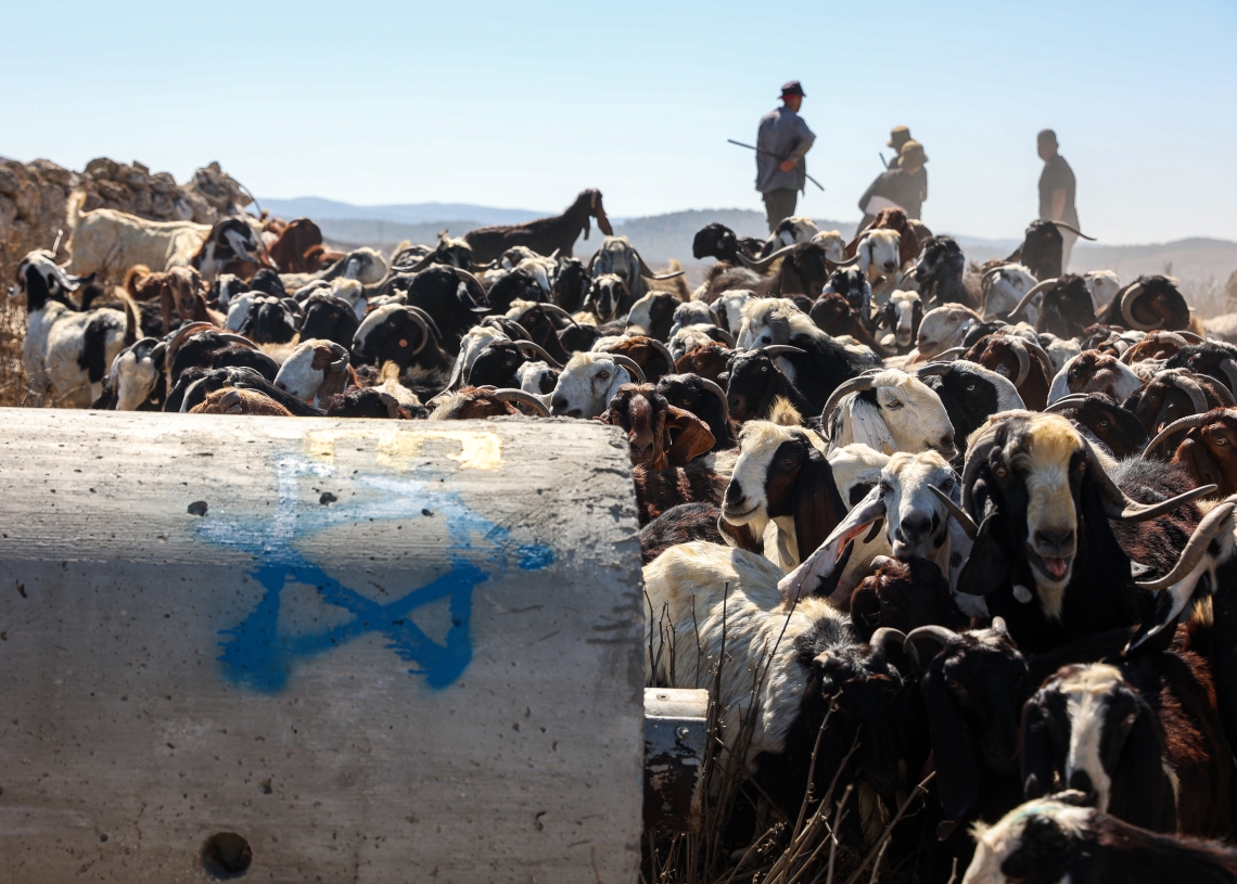 צילום: איתי רון
